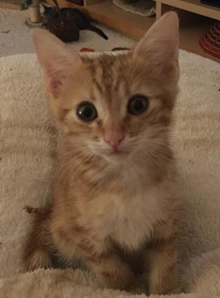 Pumpkin