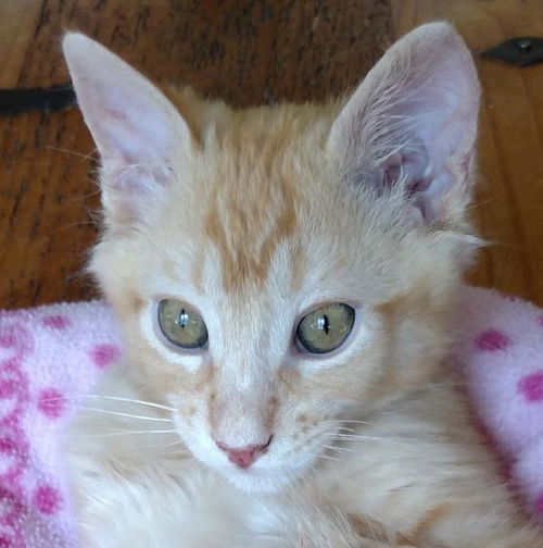 Lionel