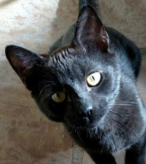 Coco Puff