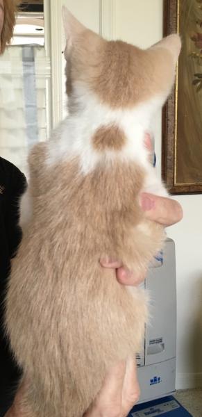 Chewie