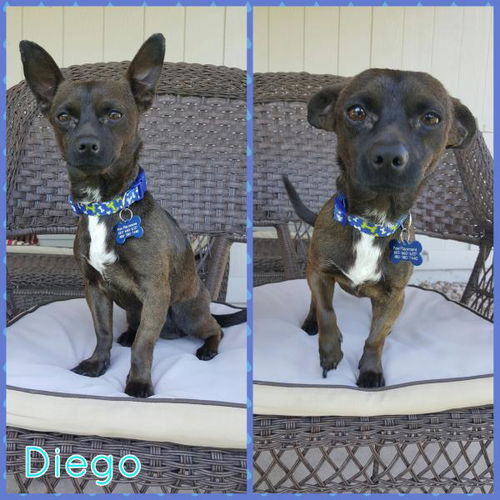 Diego