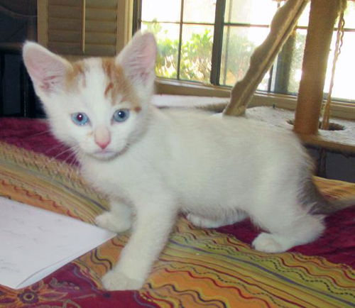Coconut