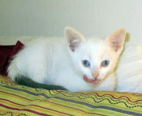 Blanco