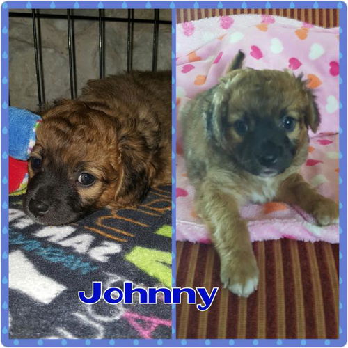 Johnny