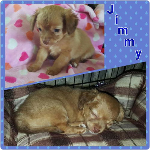 Jimmy