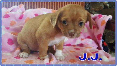 JJ
