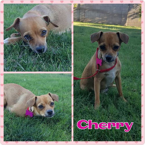 Cherry