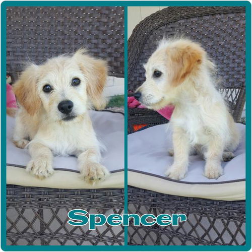 Spencer