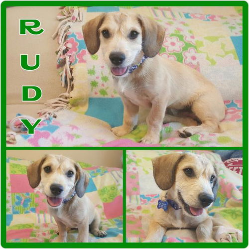Rudy