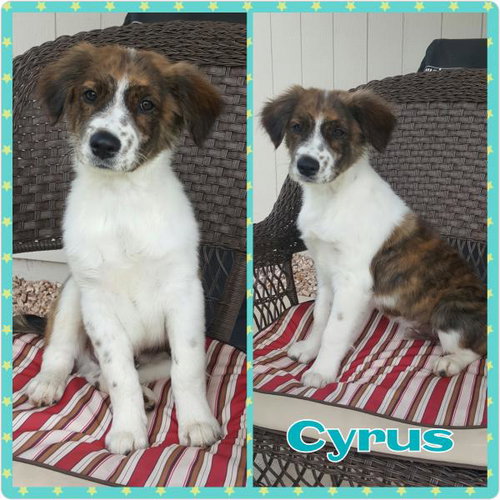 Cyrus