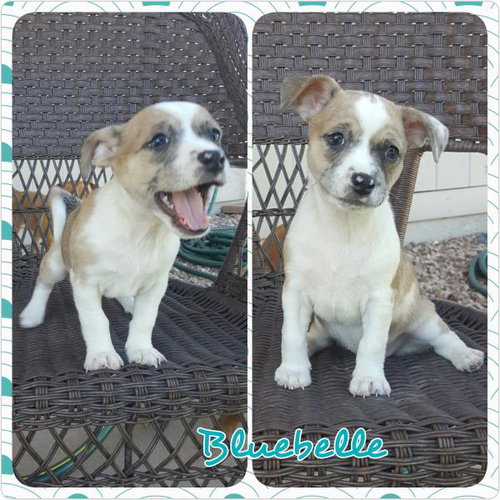 Bluebelle