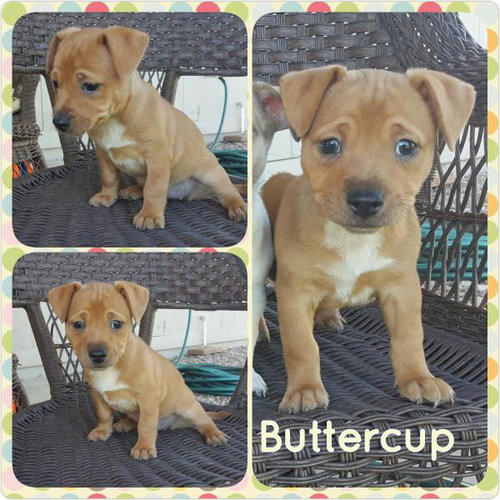 Buttercup