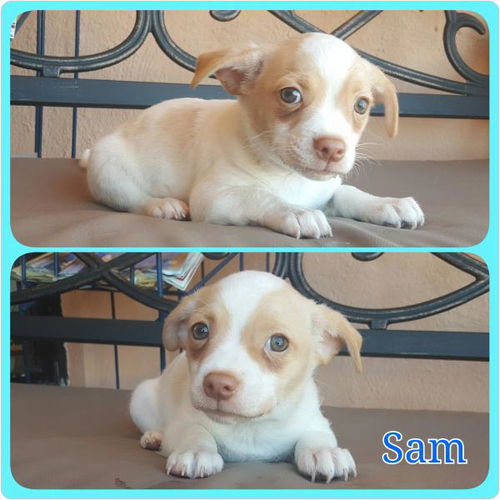 Sam