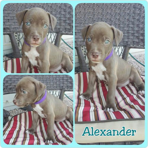 Alexander