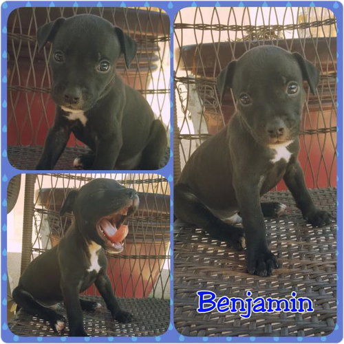 Benjamin
