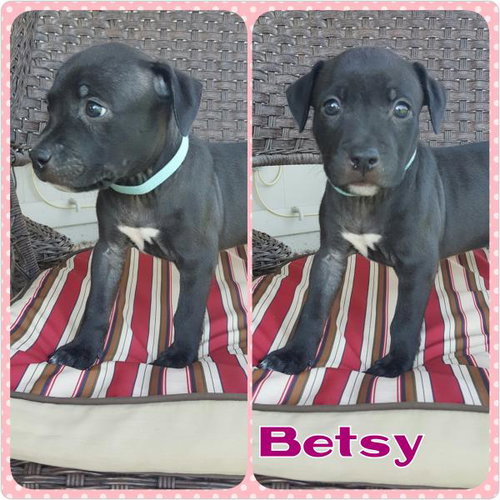 Betsy
