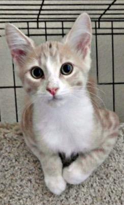 Cinnamon