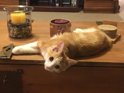 Punkin