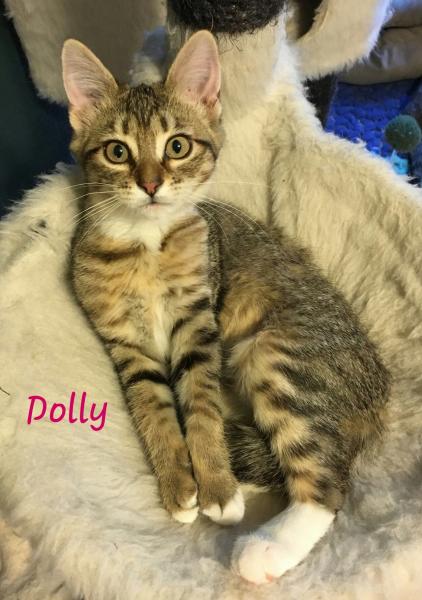 Dolly