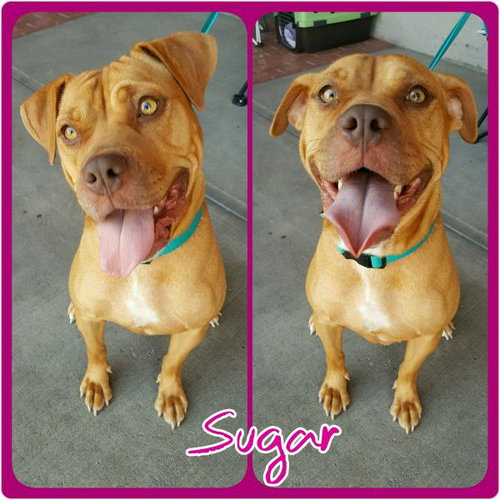Sugar