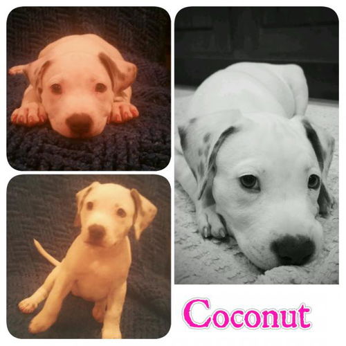 Coconut