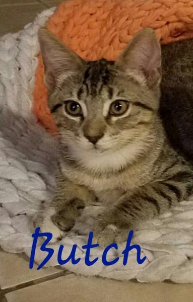 Butch