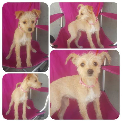 Roxy