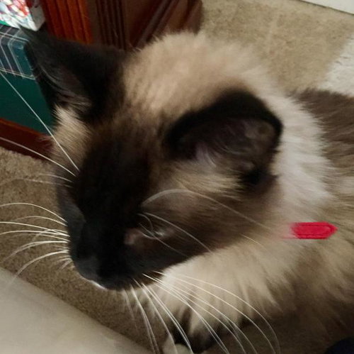 Priscilla