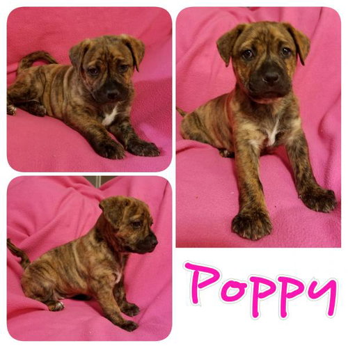 Poppy
