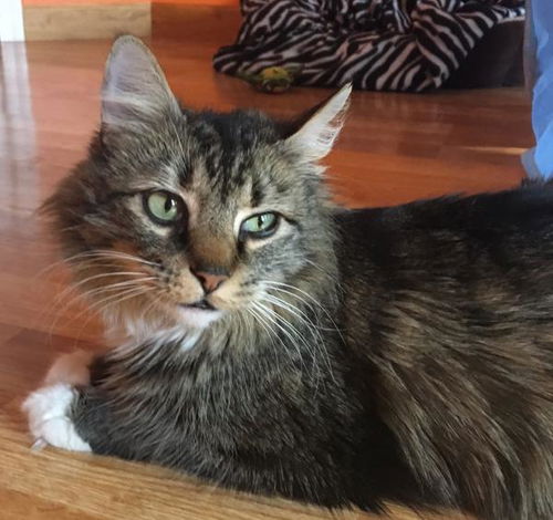 Mama Mittens