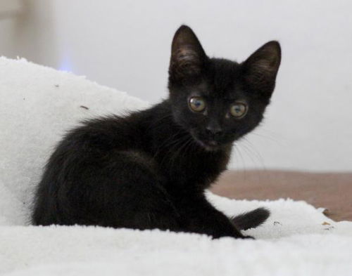 Cleo