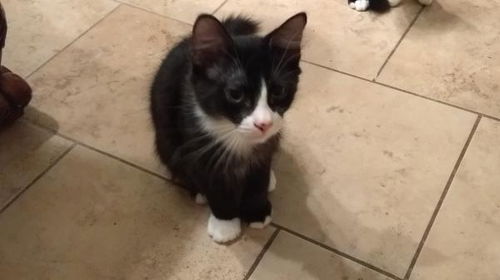 Simon
