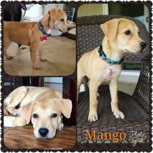 Mango