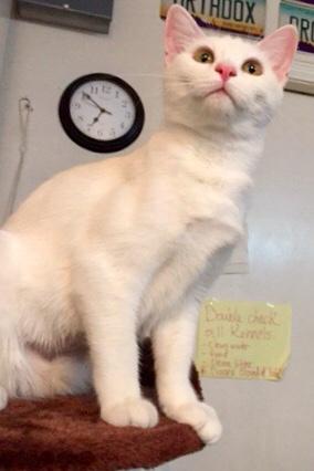 Blanca