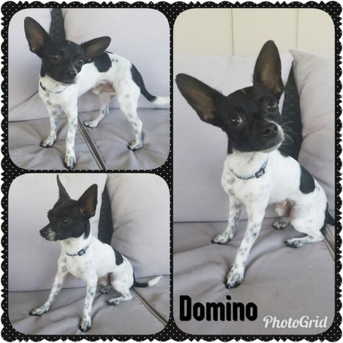 Domino