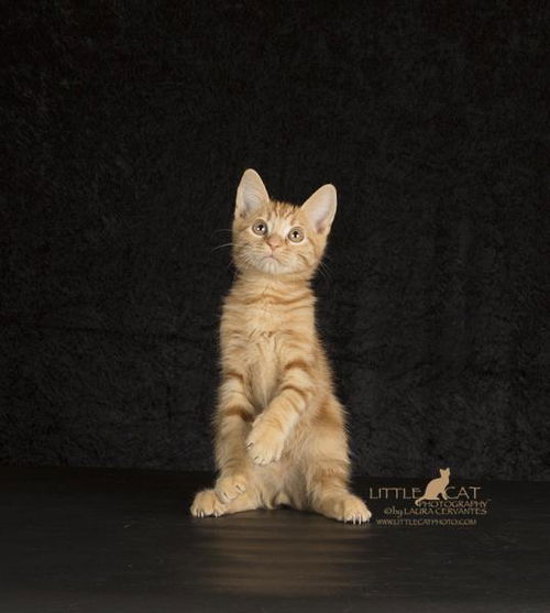 Cheddar