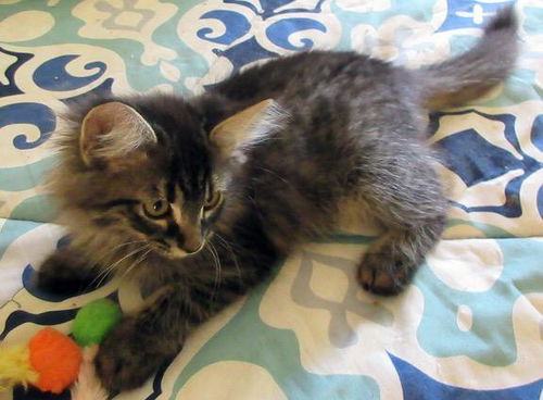 Smudge