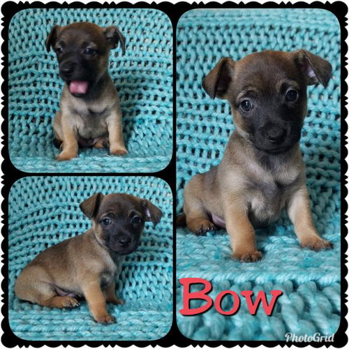 Bowregard 