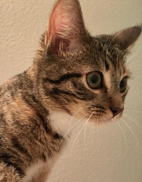 Biscuit