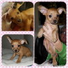 Buffy