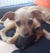 Buffy