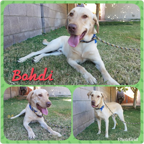 Bodie
