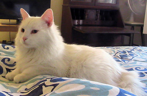 Portia