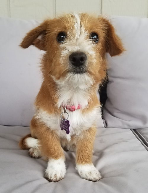 Snickerdoodle