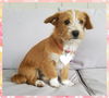 Snickerdoodle