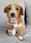 Snickerdoodle