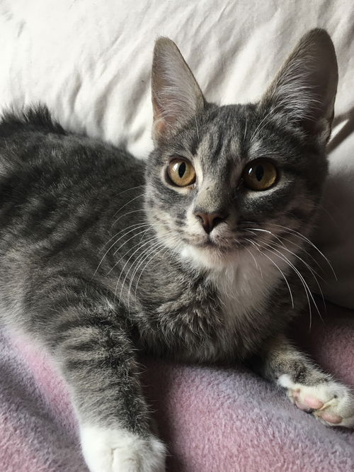 Lila