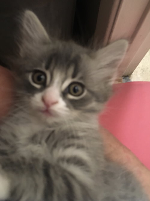 Prince