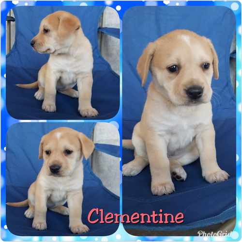 Clementine
