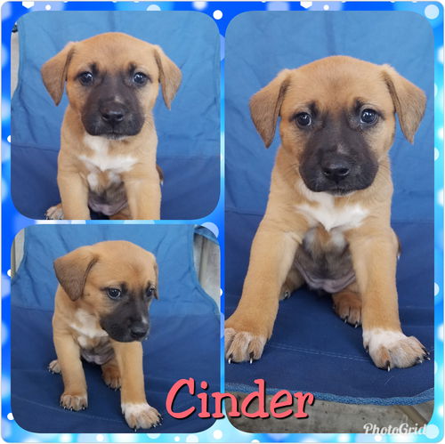 Cinder